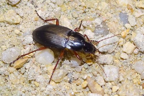 Calathus fuscipes